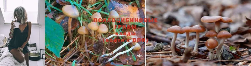 Псилоцибиновые грибы Psilocybe  нарко площадка клад  Серафимович  наркошоп 